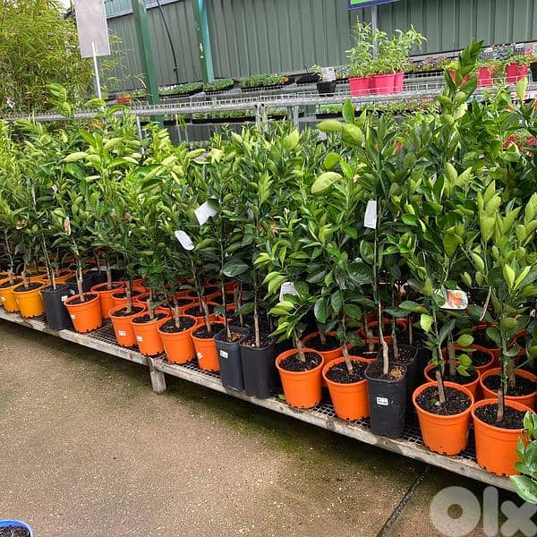 Italian Mandarine trees 1