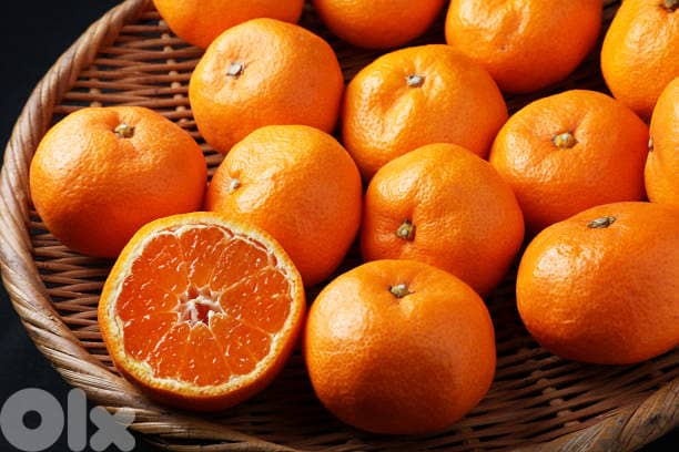 Italian Mandarine trees 2