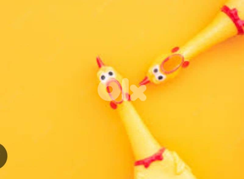 hilarious screaming chicken 5$ 0