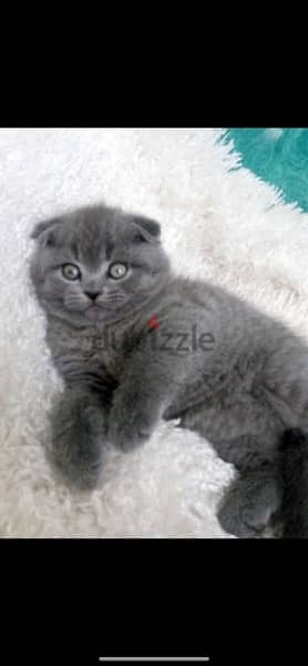 Scottish Fold 0