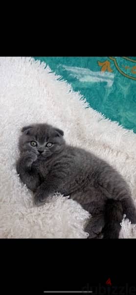 Scottish Fold 1