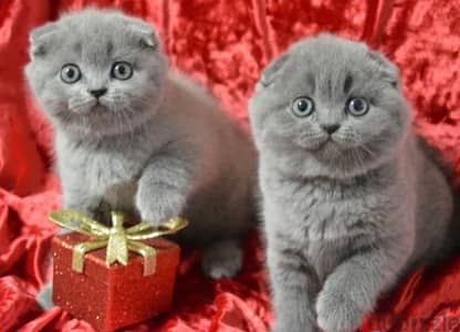 Scottish Fold