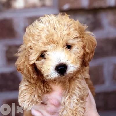 Cavapoo lovely cutie