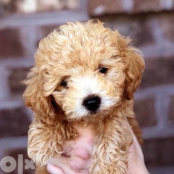 Cavapoo lovely cutie 0