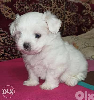 maltese bichon