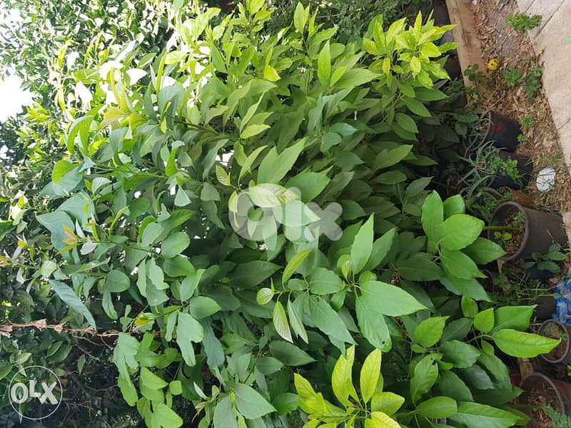 الأفوكادو 1