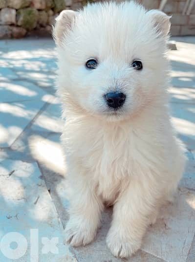 45 days old european berger suisse(swiss shepherd)