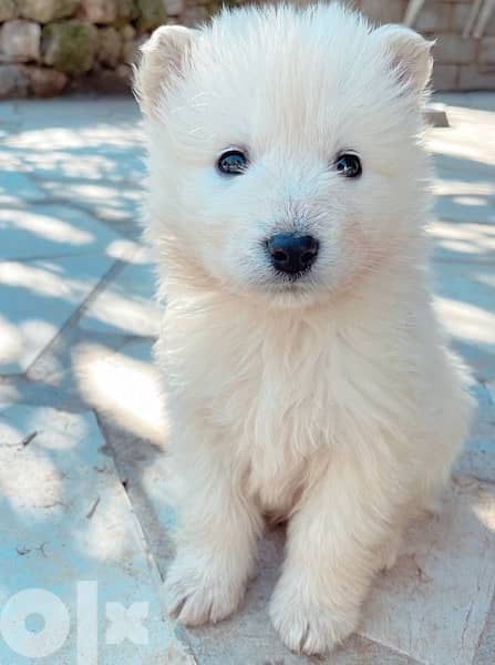 45 days old european berger suisse(swiss shepherd) 0