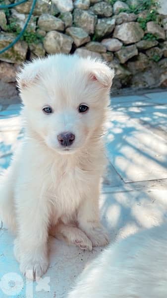 45 days old european berger suisse(swiss shepherd) 1