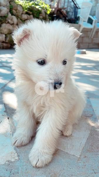 45 days old european berger suisse(swiss shepherd) 2