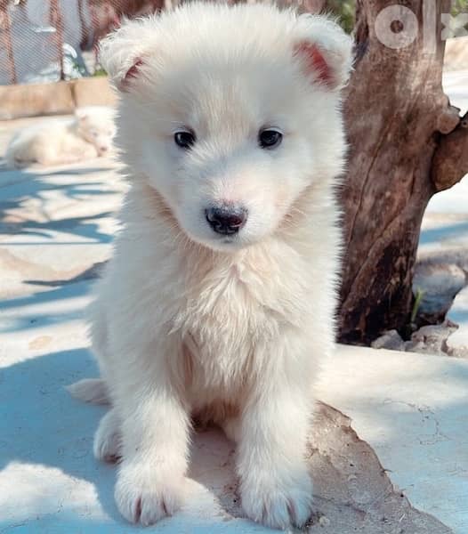 45 days old european berger suisse(swiss shepherd) 3