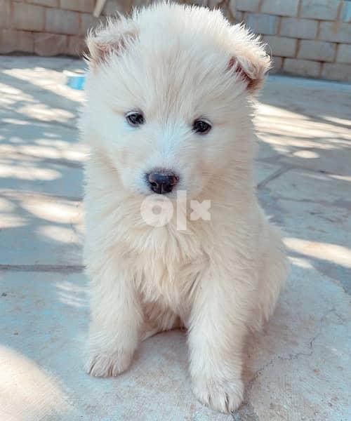 45 days old european berger suisse(swiss shepherd) 4