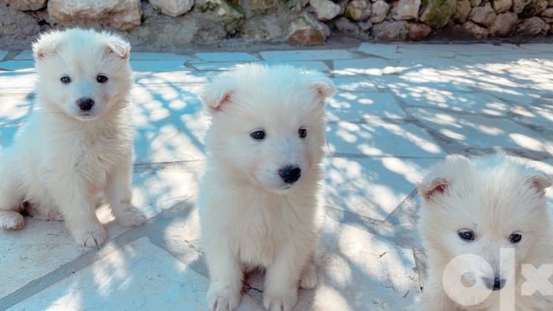 45 days old european berger suisse(swiss shepherd) 5