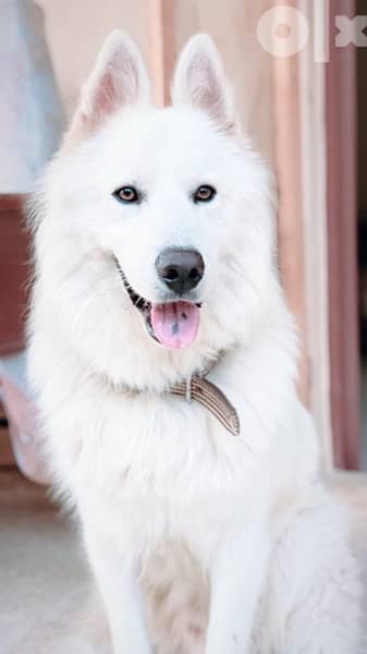 45 days old european berger suisse(swiss shepherd) 6