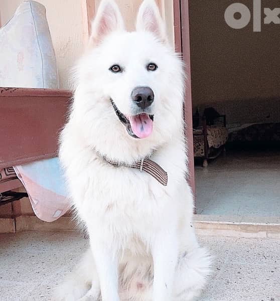 45 days old european berger suisse(swiss shepherd) 7