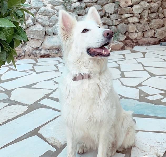 45 days old european berger suisse(swiss shepherd) 8