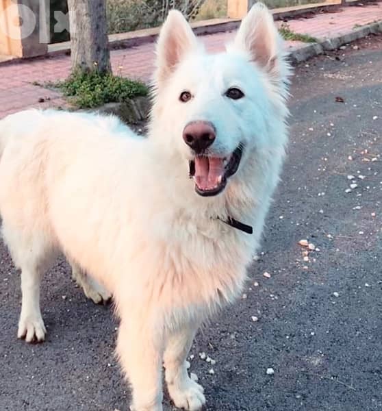 45 days old european berger suisse(swiss shepherd) 9