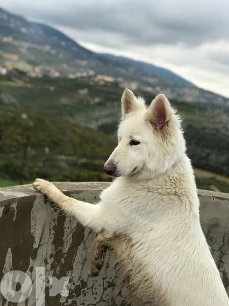 45 days old european berger suisse(swiss shepherd) 10