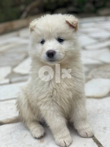 45 days old european berger suisse(swiss shepherd) 11
