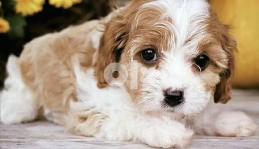 Maltipoo Cutie Imported Delivery available