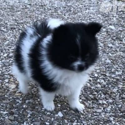 Pomeranian Spitz love