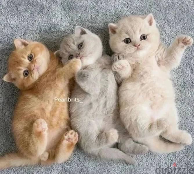 all colors are available Scottish and British blue 0