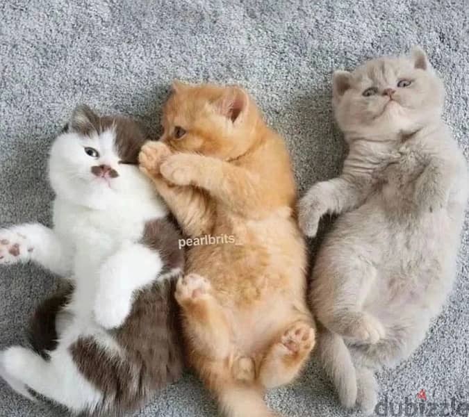 all colors are available Scottish and British blue 1