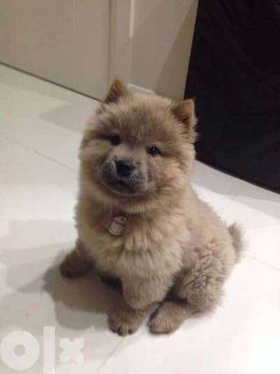 Chowchow Puppies - Pure Breed