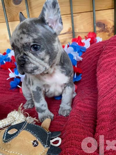 French Bulldog Merle Frenchie-