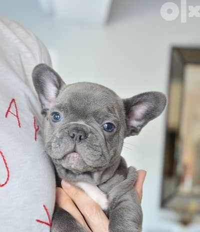 Blue French Bulldog