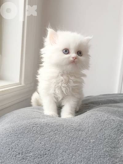 Persian Kitten white