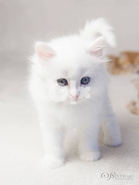 Persian White kitten delivery too 0