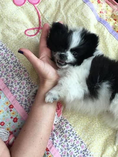 Pomeranian black and white imported