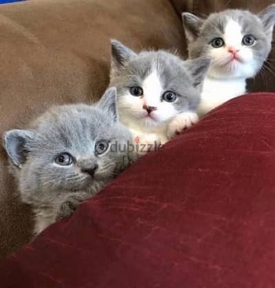 British White and Blue cat Tom kitten