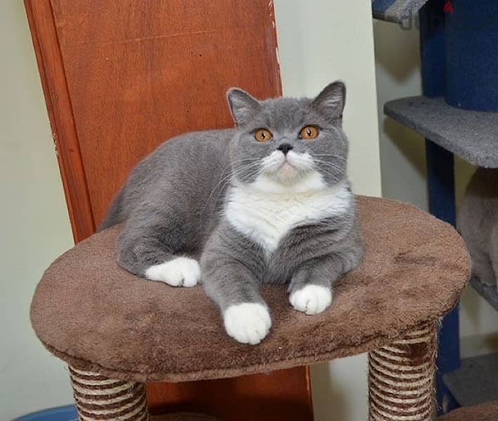 British White and Blue cat Tom kitten 1