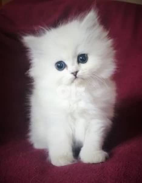 British Long Hair White Kitten Cat 0