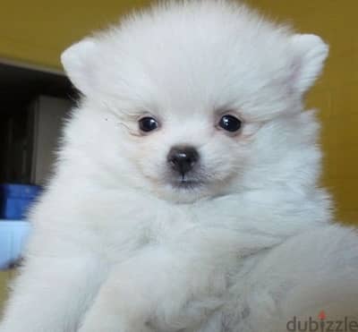 Loulou Spitz Dogs كلاب