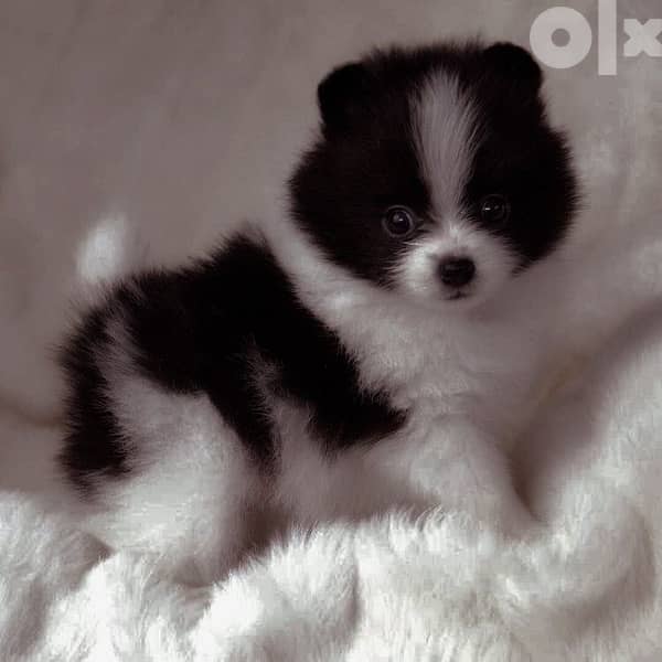 pomeranian Spitz Black and white Dog كلاب 0