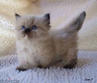 Himalayan Kittens cat قطط