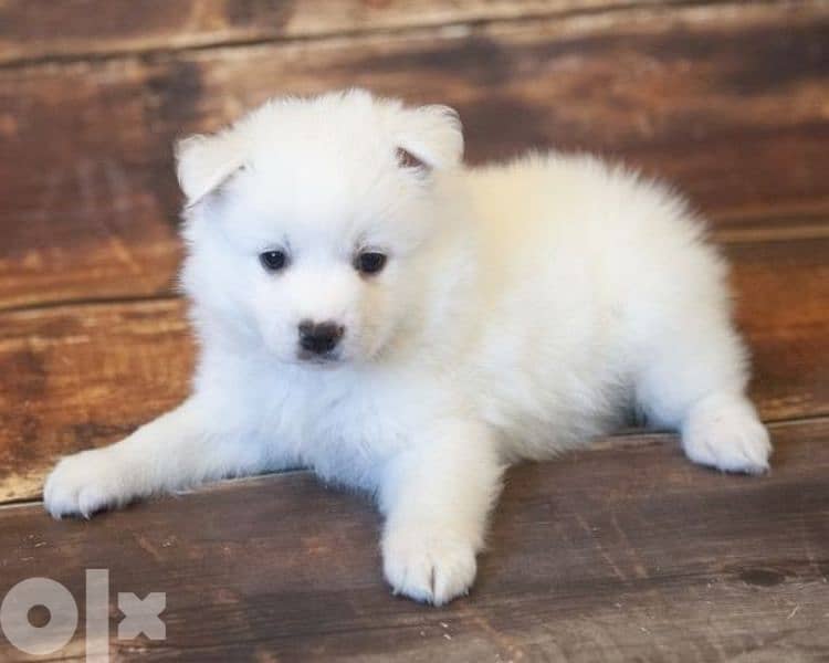 Loulou Spitz All colors dog كلاب 0