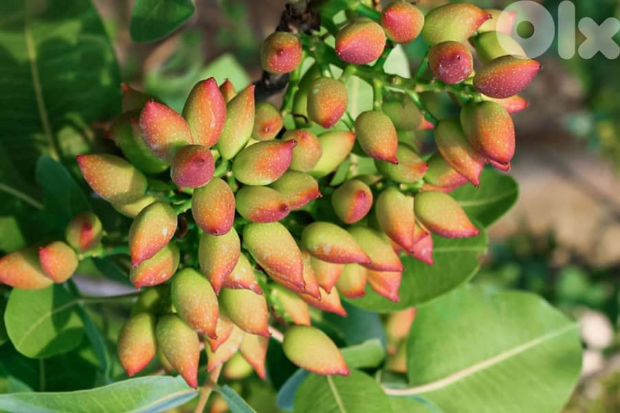 شجر الفستق الحلبي؛ إنتاج إسباني؛ Spanish Pistacia trees 0