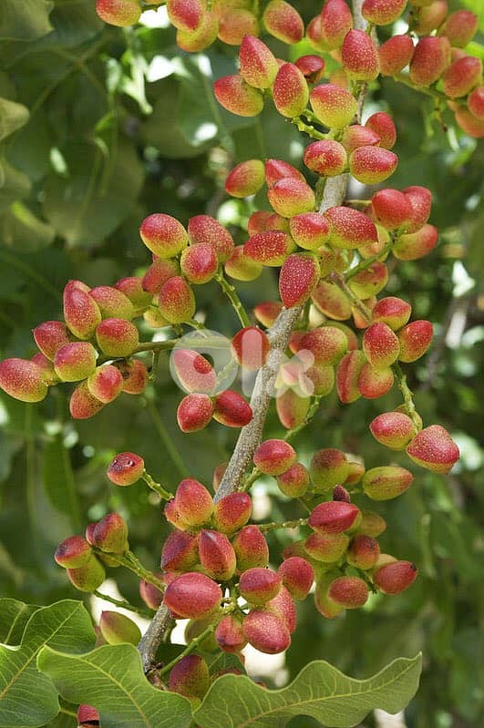 شجر الفستق الحلبي؛ إنتاج إسباني؛ Spanish Pistacia trees 1