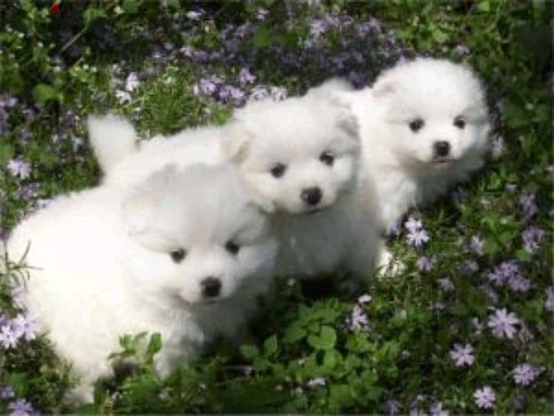 Spitz LouLou Puppy White in store & delivery كلاب dog 0