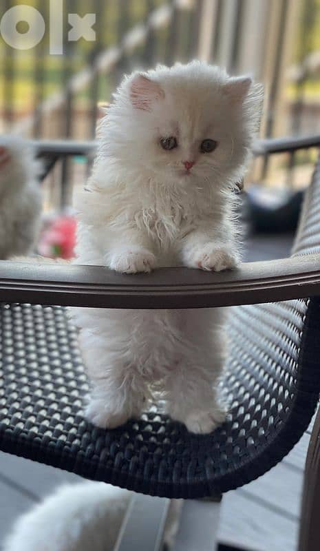Persian Kitten - Cat قطط - Delivery 0