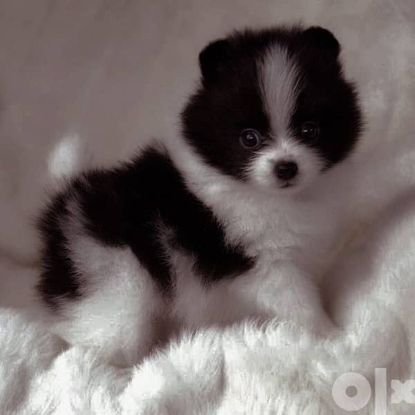 pomeranian Spitz White Panda كلاب Dog Puppy 0