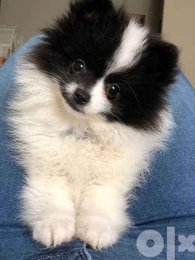 Pomeranian Delivery Dog كلاب