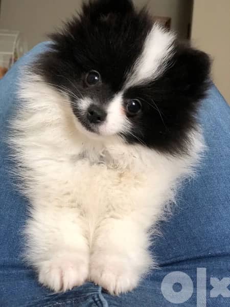 Pomeranian Delivery Dog كلاب 0