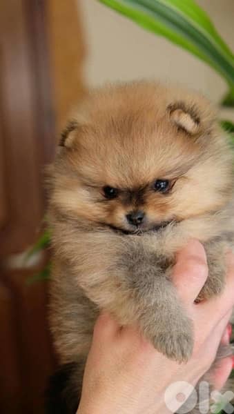 imported Pomeranian puppy CUTE 0