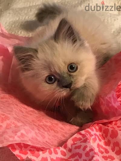 Himalayan Kitten قطط