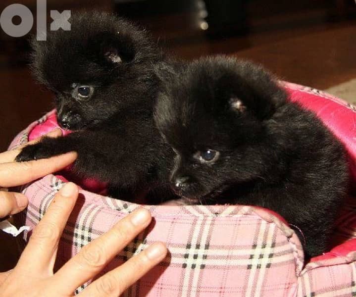 ADORABLE Pomeranian Spitz Black puppy Dog كلاب 0